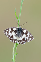 Melanargia galathea, the marbled white