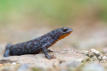 Alpine newt - Ichthyosaura (Triturus) alpestris