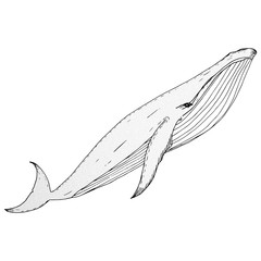 Hand drawn vector whale, graphic illustration