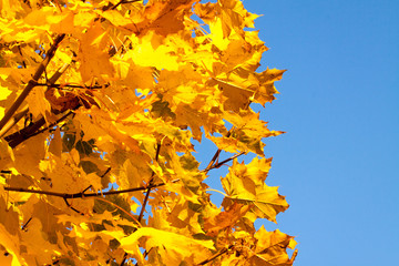 Obraz na płótnie Canvas Goldene Herbstblätter vor blauem Himmel 
