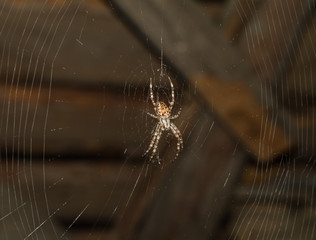 Spider hanging on a large cobweb.
