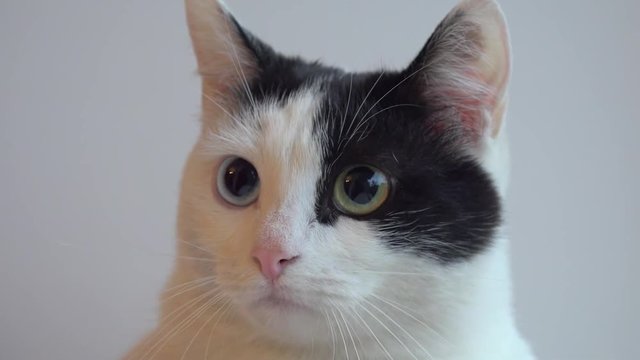Odd-eyed white cat (complete heterochromia with blue & green eyes)