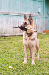 German Shepherd