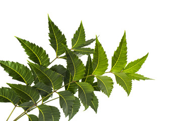 Medicinal neem leaf on white background. Azadirachta indica.