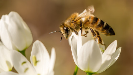 Honey Bee collecting nectar © dsphotographycpt