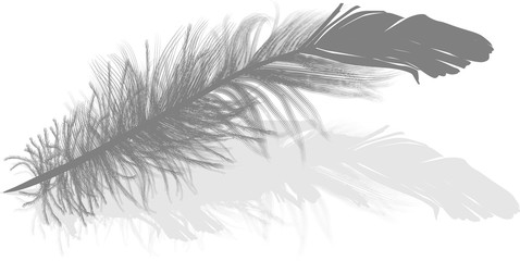 feather isolated single grey silhouette