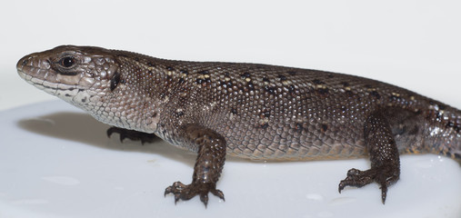 Naklejka premium the brown lizard