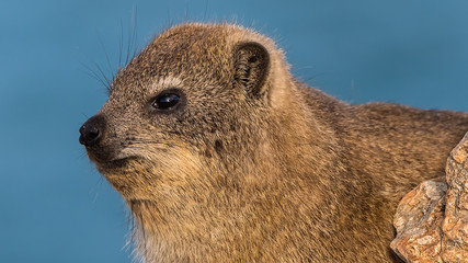 Rock Hyrax at the beach