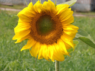 Fototapeta premium Lone blooming yellow sunflower closeup on field