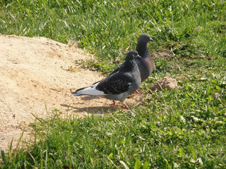 A pair of blue-gray pigeons standing next to each other on the grass