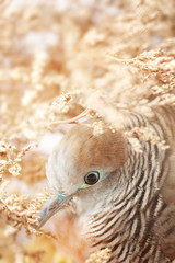 Zebra dove (Geopelia striata) in tropical forest ,traditional pet of Asia.