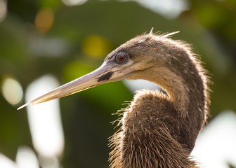 Anhinga (Anhinga anhinga)