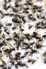 Lots of mosquitoes and flies on sticky paper trap.Selective focus.
