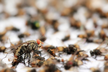 Lots of mosquitoes and flies on  sticky  paper trap.Selective focus.