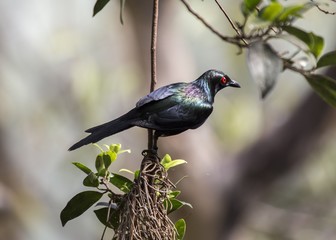 Metallic Starling (Aplonis metallica)