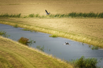 Take-off in the Biesbosch