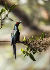 Metallic Starling (Aplonis metallica)