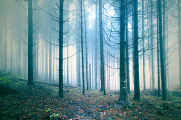 Naklejka premium Scary foggy autumn season confier tree forest scene background.