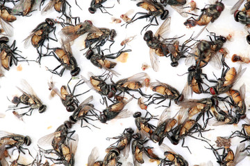 Lots of mosquitoes and flies on sticky paper trap.Selective focus.