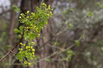 A branch of maple with flowers and spring leaves