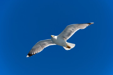 Naklejka premium Seagull gliding under the clear blue sky 