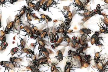 Lots of mosquitoes and flies on  sticky  paper trap.Selective focus.