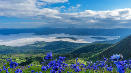 Fototapeta premium Flowers on the hillside against the backdrop of the valley