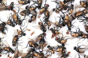 Lots of mosquitoes and flies on sticky paper trap.Selective focus.