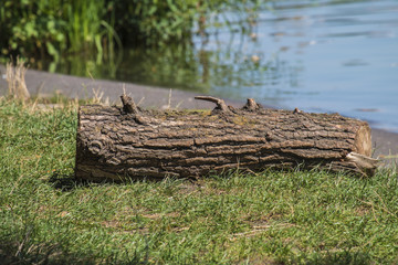 A log on the river bank