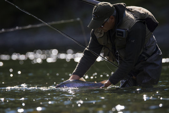 Fliegenfischer entlässt wunderschöne Regenbogenforelle in die Freiheit eines Flusses in der Wildnis Kanadas