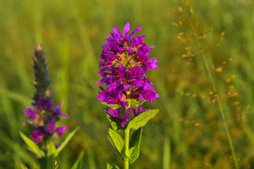 летние полевые цветы