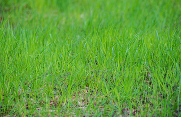 Green fresh bright grass plant field lawn garden meadow texture background detail