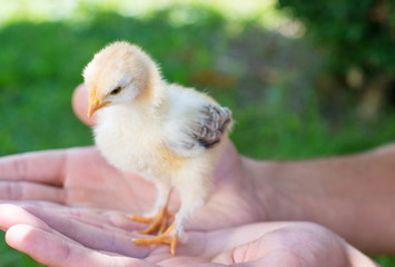 Baby chicken in persons hands