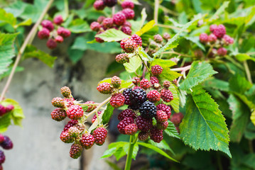Blackberry berry bunch bush closeup detail unripe growing