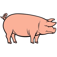 Pig Illustration