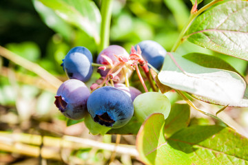 Blueberries Or Vaccinium Dwarf Shrubs With Ripe Fruits Cultivated In Garden, Top View, Close Up