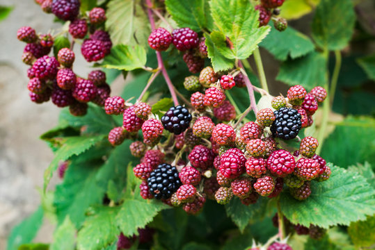 Blackberry berry bunch bush closeup detail unripe growing