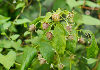 Unripe raspberry hangs on a branch.