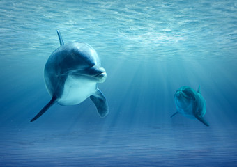 Fototapeta premium Two Dolphins Under Water