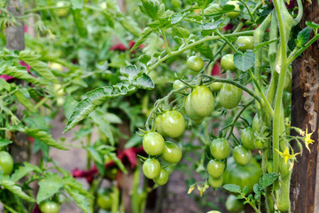 Unripe green tomatoes in the vegetable garden.