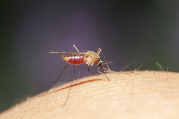 mosquito drinks the blood of the person causing itching