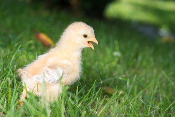 Baby chicken walking on grass