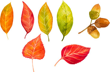 Autumn watercolor leaves. Fall illustrations.
