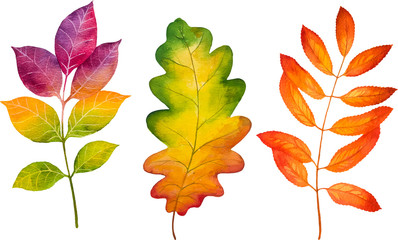 Autumn watercolor leaves. Fall illustrations. - 118848507