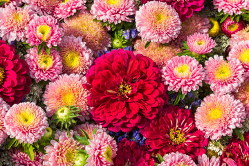 Pink autumnal flowers background. Top view