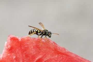 insect striped wasp sitting on a red juicy watermelon