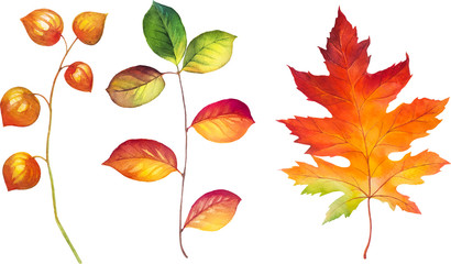 Autumn watercolor leaves. Fall illustrations. - 118848716