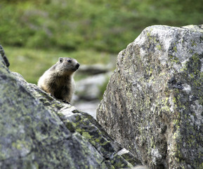 Naklejka na ściany i meble Marmotte des Alpes
