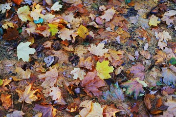 Background of colorful autumn leaves on forest floor