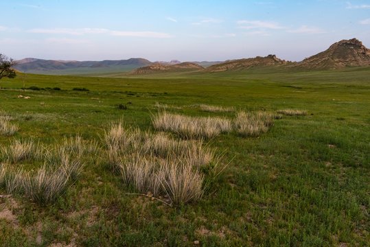 Steppengras in der Mongolei